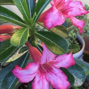 Meet your Posher, Jackie